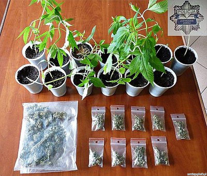Marihuana rosła w doniczkach / KMP Jastrzębie