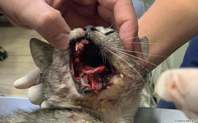 Kotka miała wiele złamań szczęki oraz inne obrażenia / https://www.ratujemyzwierzaki.pl