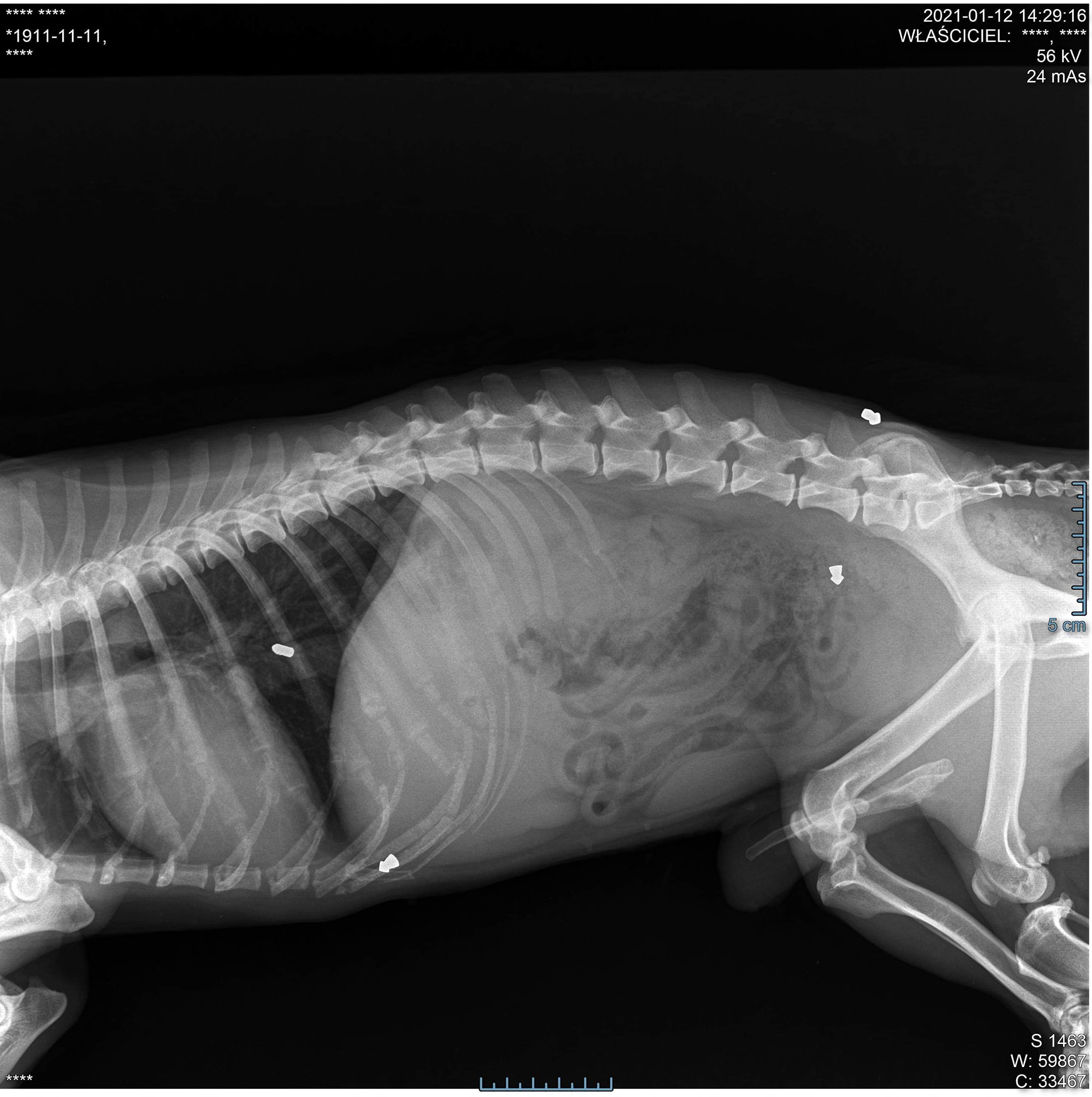 PSYjaciele Postrzelony pies w bardzo ciężkim stanie trafił do weterynarza, zdjęcie z prześwietlenia